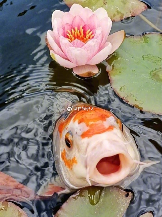 嘴巴锦鲤，吸走你身上的所有坏运气！