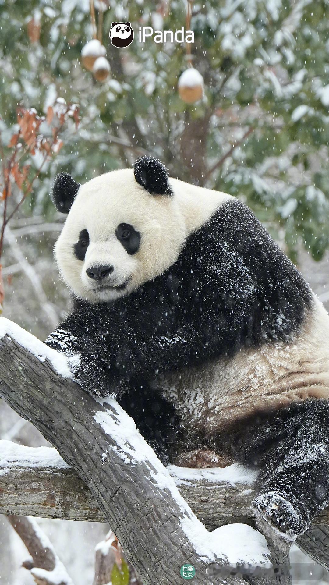 ଘ(੭ˊ꒳ˋ)੭✧ 抓住冬天的尾巴～#大熊猫小奇迹雪中壁纸#❄️请查收[爱你] 