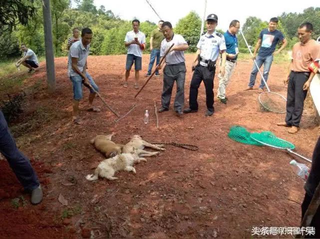 女子被流浪狗咬伤3天后狗死了，检测阳性！比恐怖片更吓人的是侥幸
 
河南焦作一名