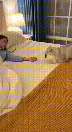 猫：这是我给你带的饭！人类：大可不必！
 
网友睡醒一睁眼，差点魂都吓飞了。
 