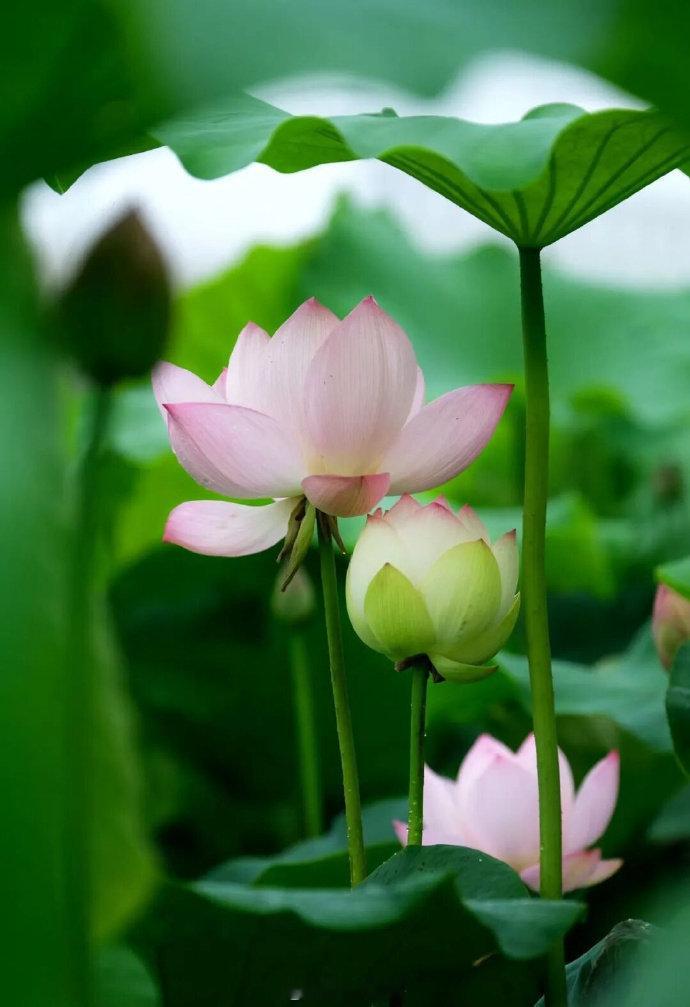 【湘潭盘龙大观园正式开园来赴一场夏日清梦！】风携荷香至，盛夏始清欢，夏天总需要一