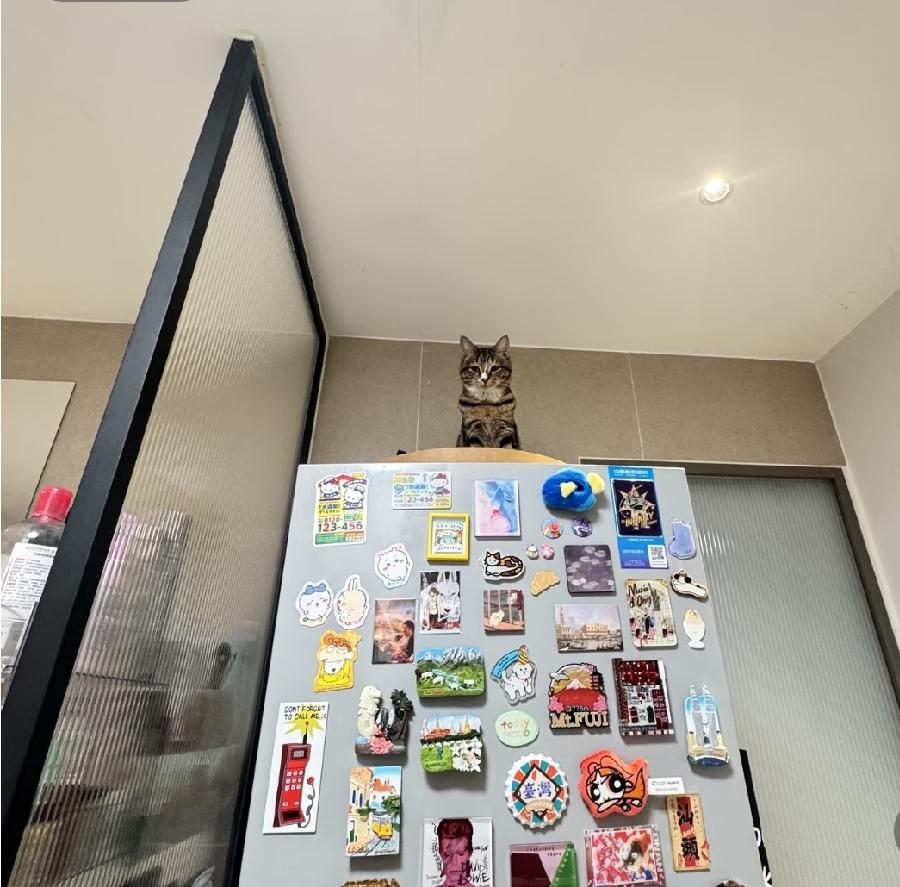 飞天狸花猫，闺女的宝贝