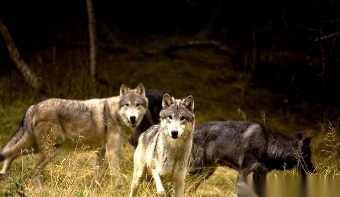 那一枪，本来不该响的。
一个新兵蛋子，紧张，手一哆嗦，就把整个山谷的狼都给叫醒了