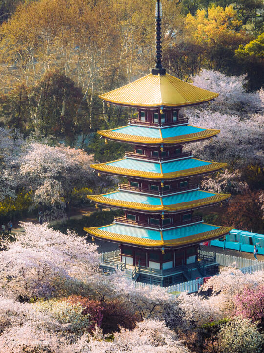 东湖樱花园明日开放❗️快来解锁春日浪漫