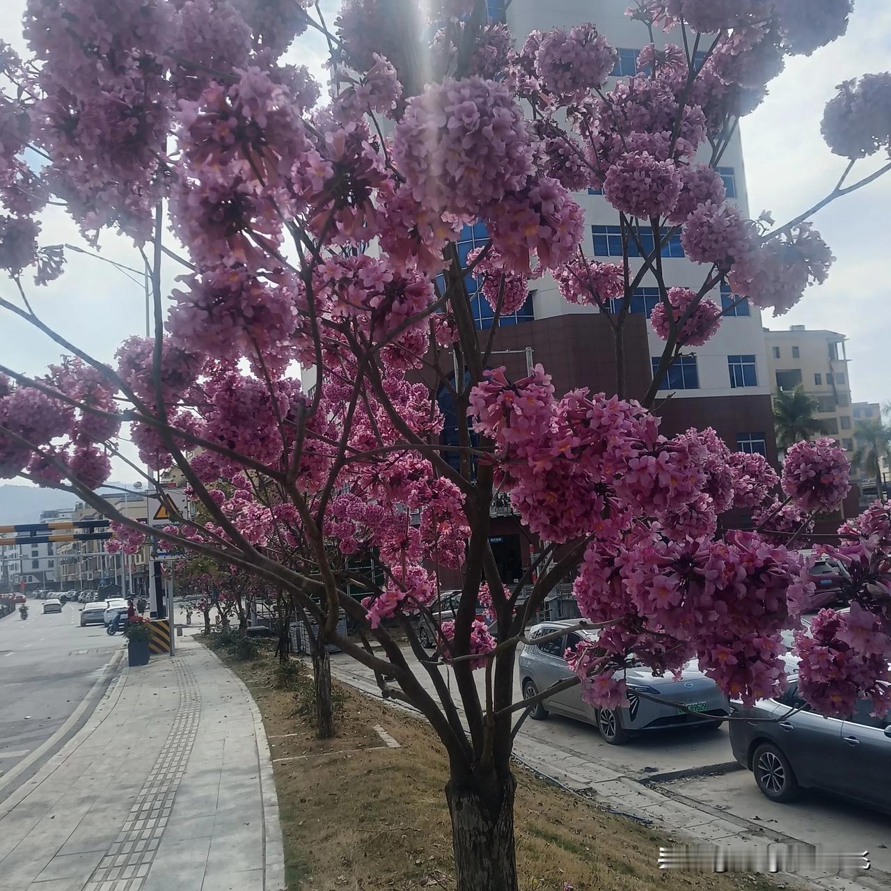 这是什么花呀，开得真美！
生活随手拍。