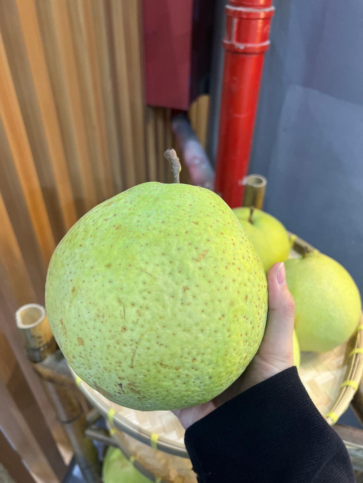 梨果飘香铺就丽水云和共富路比脸大的梨🍐你吃过吗酸酸甜甜的，可生水了 