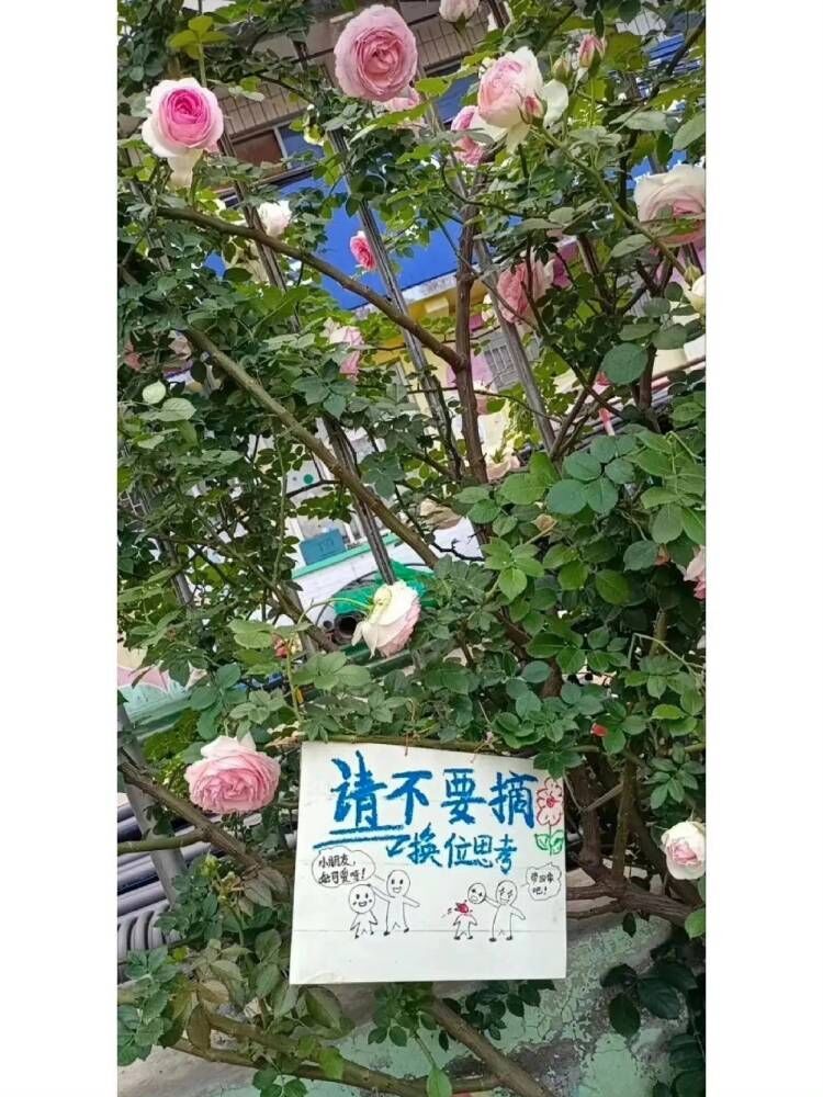 简单直接的警示语[哆啦A梦害怕] ​​​