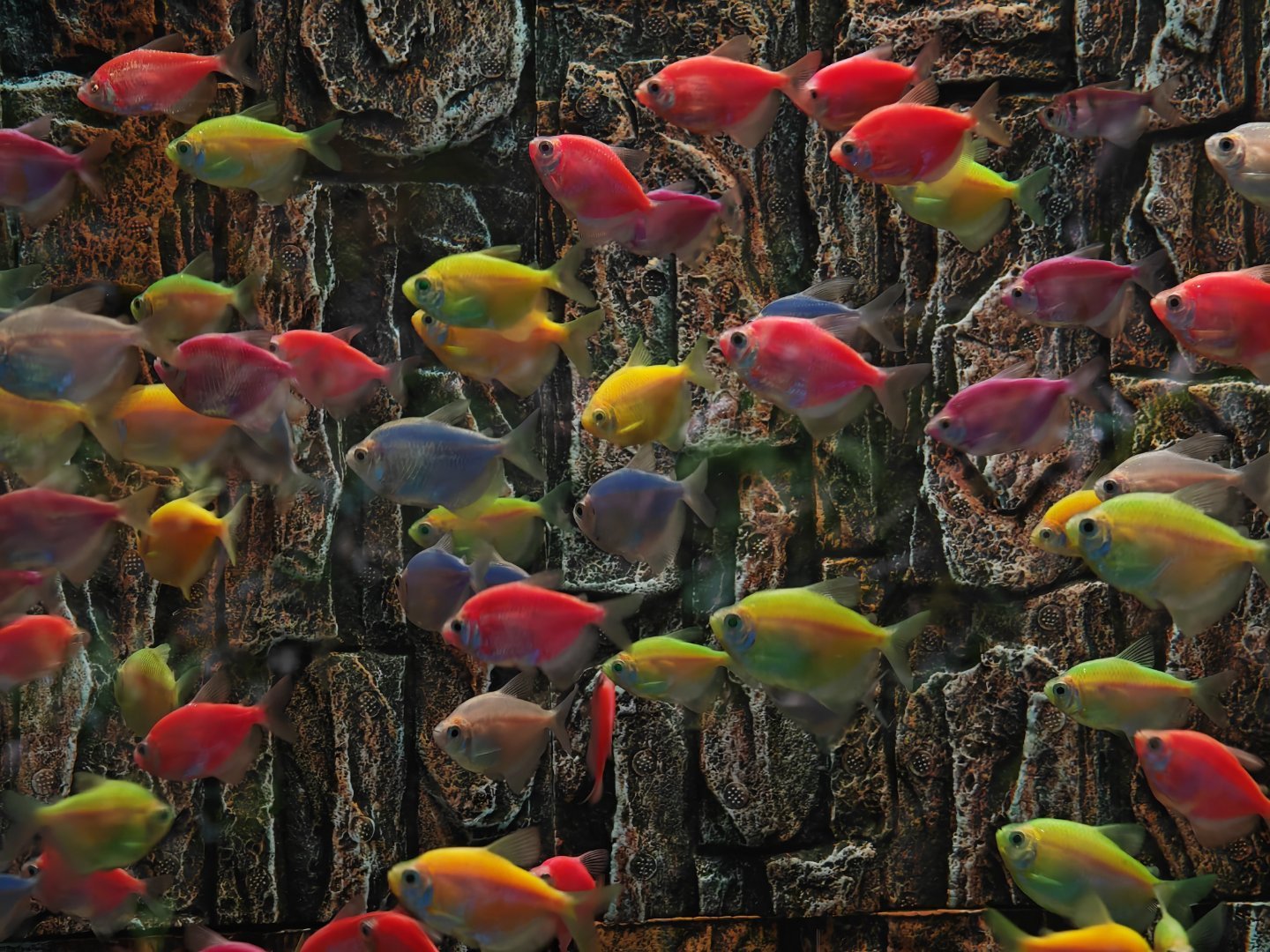 水族馆里的小世界，是光与水织成的童话。斑斓的彩群像打翻了调色盘，透明的玻璃猫在水