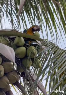 🦜：我先干了！ ​​​