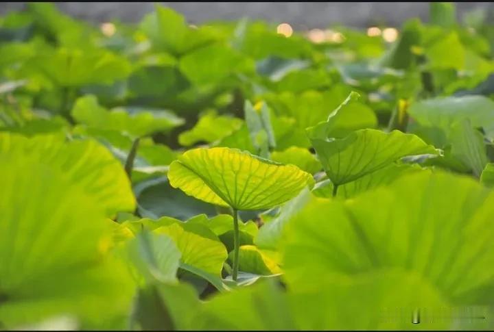 #一池荷叶衣无尽，你对下联#
一池荷叶衣无尽，
千亩稻谷食有余。
#四季交替的下