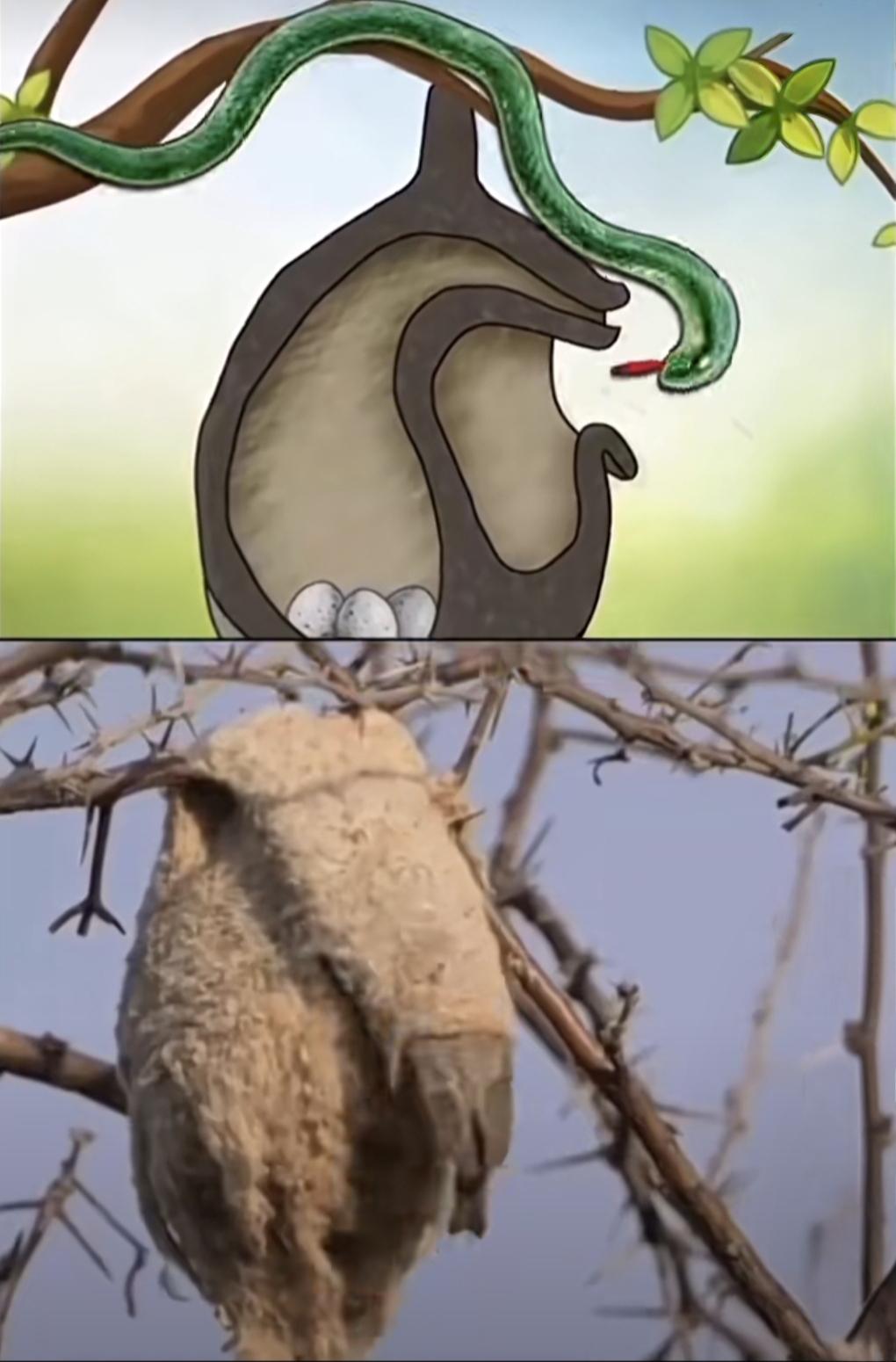 天才的设计！——纯属逗蛇玩！了不起设计创意 奇妙设计大赏 蛇造型