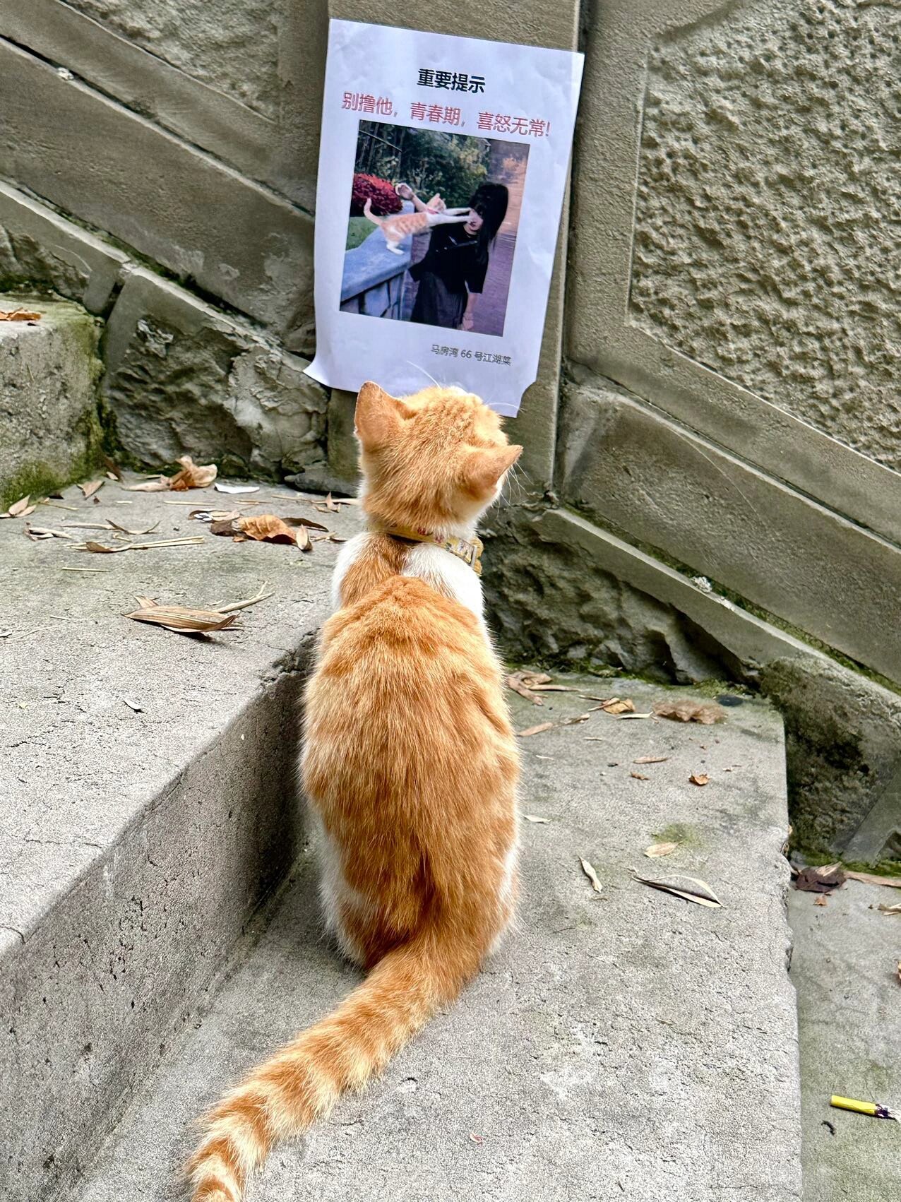 看到自己通缉告示的猫咪 ​​​