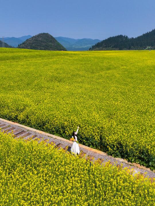云南的春天，坠入油菜花海里