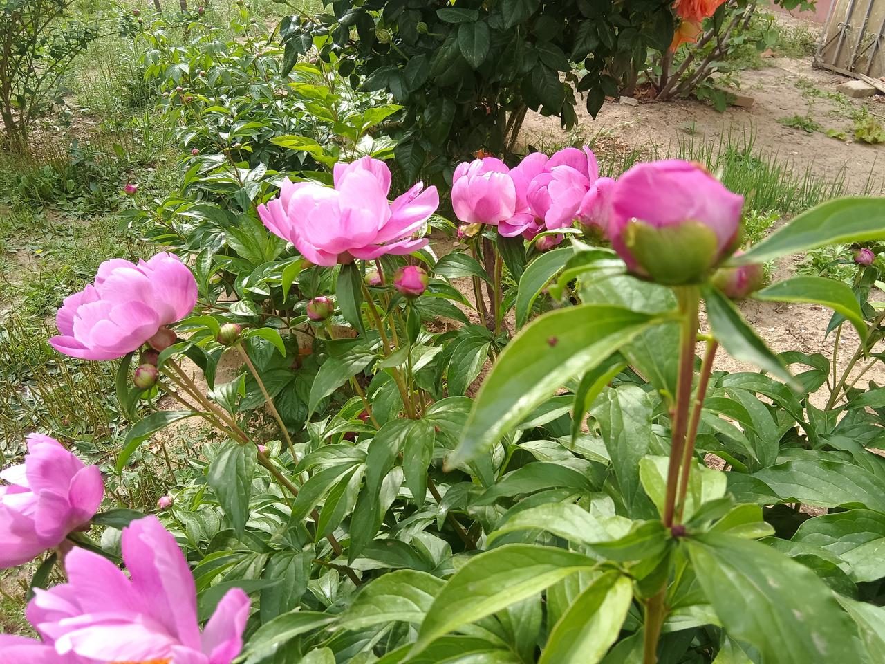 旅行随手拍花开富贵