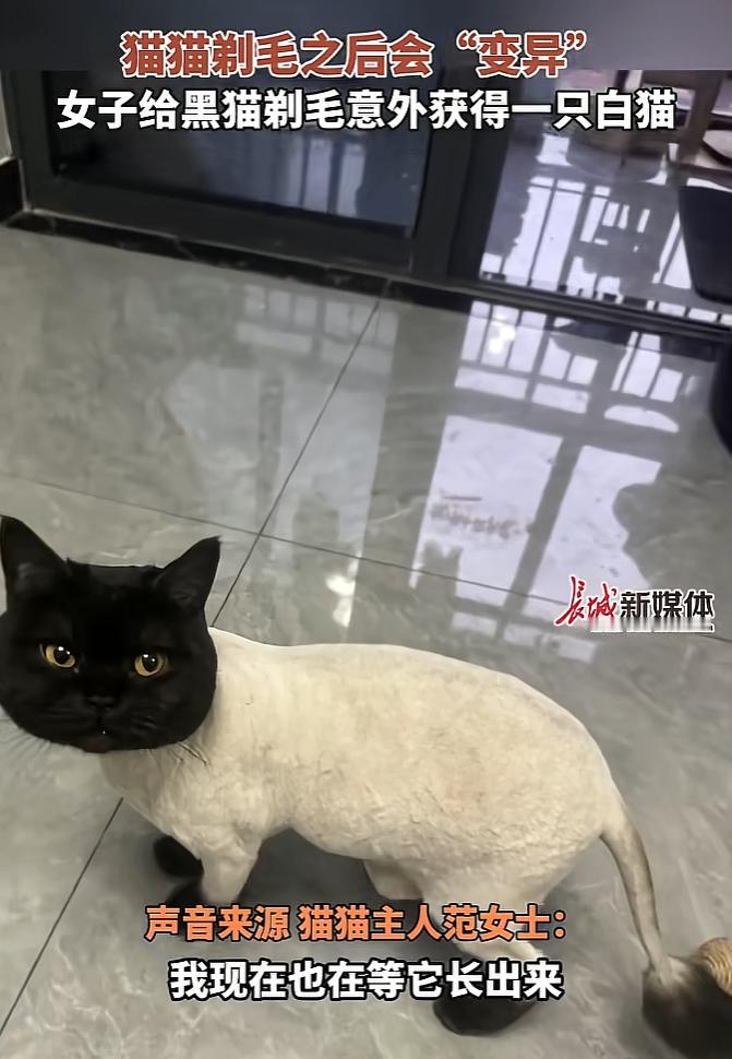 笑不活了！近日浙江杭州，女子嫌家里黑猫掉毛太严重，就把黑猫身上的毛给剃了，没想到