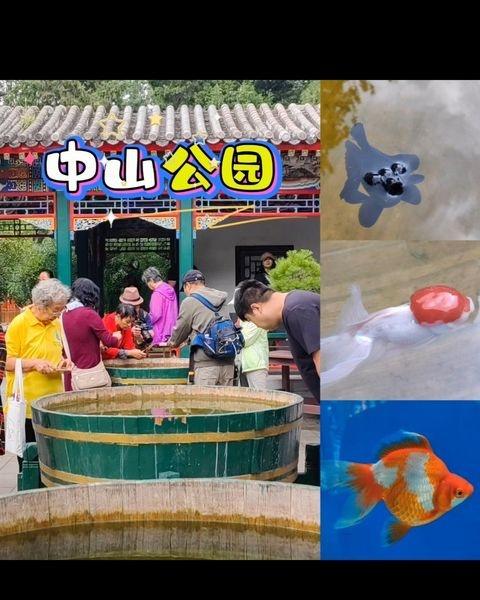 来中山公园徒步，真的是闹中取静的治愈之选！
从南门进，一路徒步逛到金鱼廊，木海观