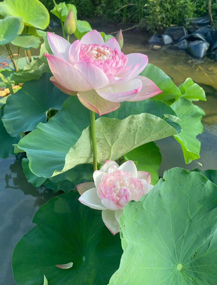 蝉鸣惊半夏 晴光映荷花。🪷  