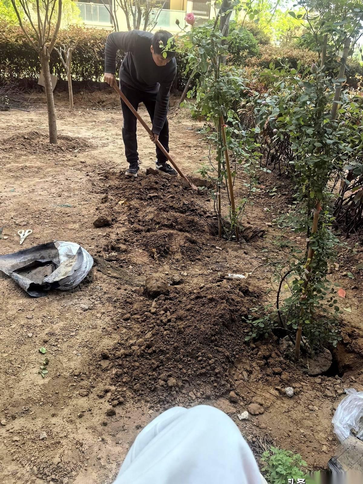 院子里，男人一铁锨下去，吭哧一声，带起一抔混着草根的湿土。汗珠子顺着他脖子往背心