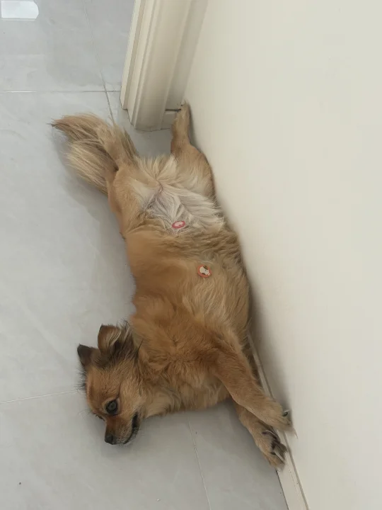 狗狗的神奇睡姿