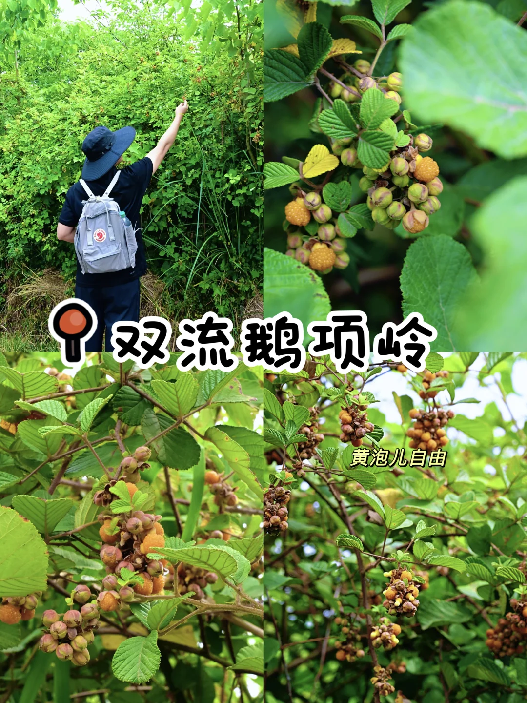 成都双流鹅项岭黄泡采摘自由‼️采摘太解压了