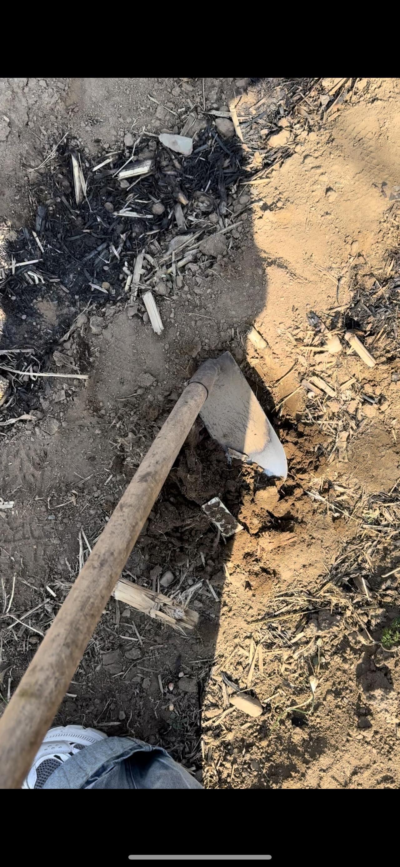 春日的田间，铁锹翻动着松软的泥土，一兜新鲜的小根蒜被收获囊中。那带着泥土清香的野