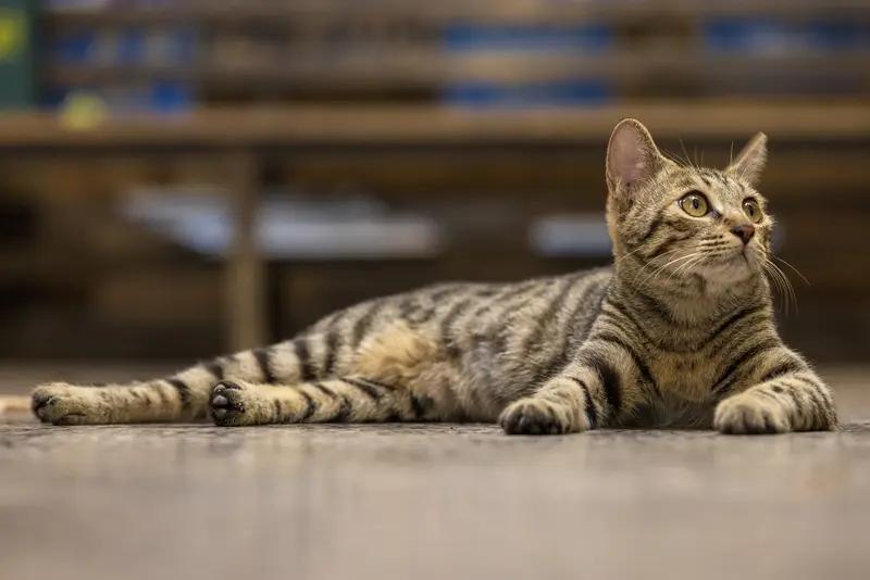 5月25日，北京陈女士被养了两年的虎斑猫疯狂攻击。当时她把幼猫粪便倒进母猫砂盆，
