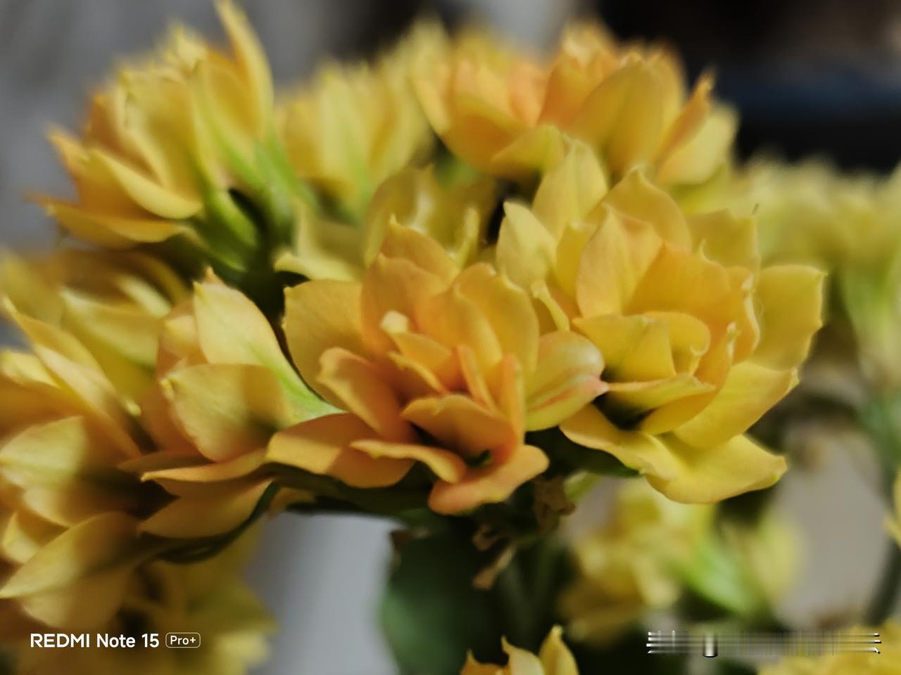 长寿花，为什么叫长寿花？难道是因为它的花期长意味着寿命长吗？

我家的长寿花颜色