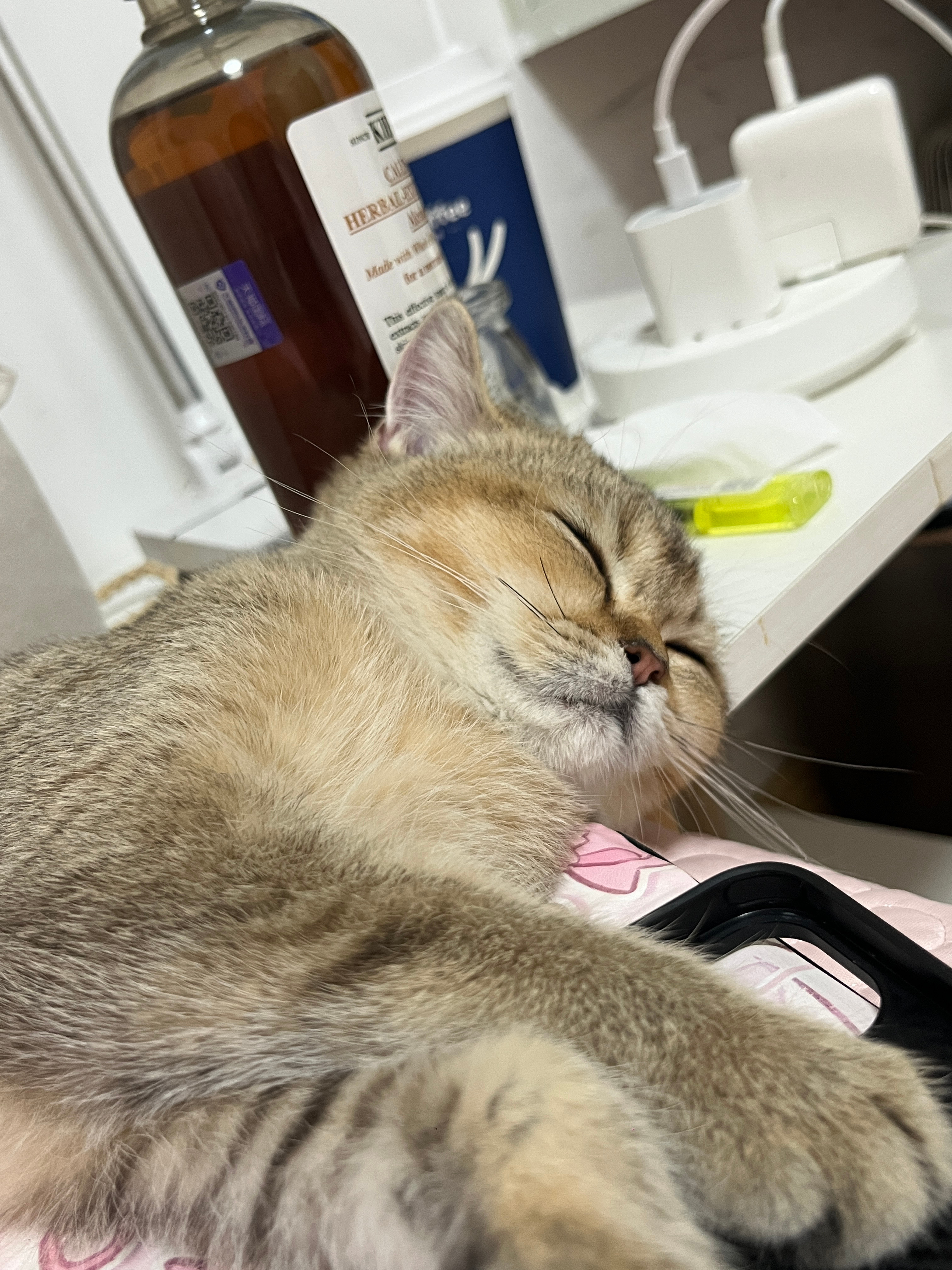 小猫它鼻子不透气有鼻涕 ​​​