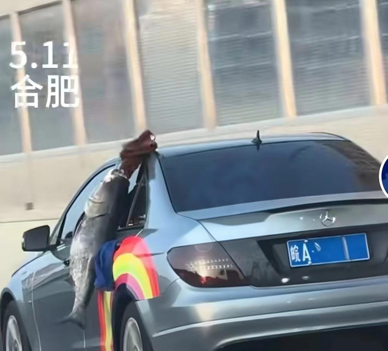 太拉风了！5月11日下午，合肥街头一辆轿车后窗外捆绑着一条近40斤大花鲢炫耀，全