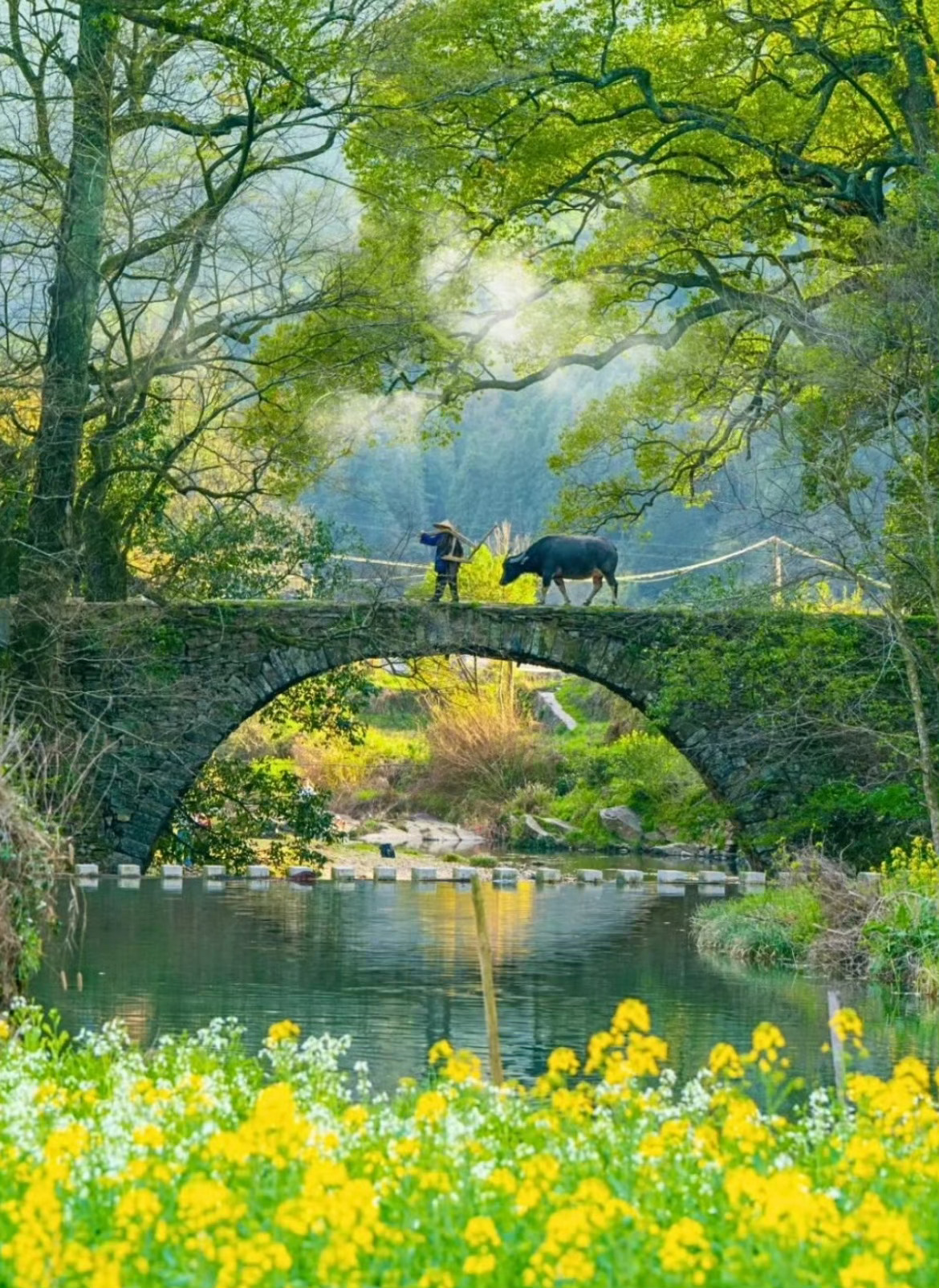 村里的油菜花开了，春天真的要来了 