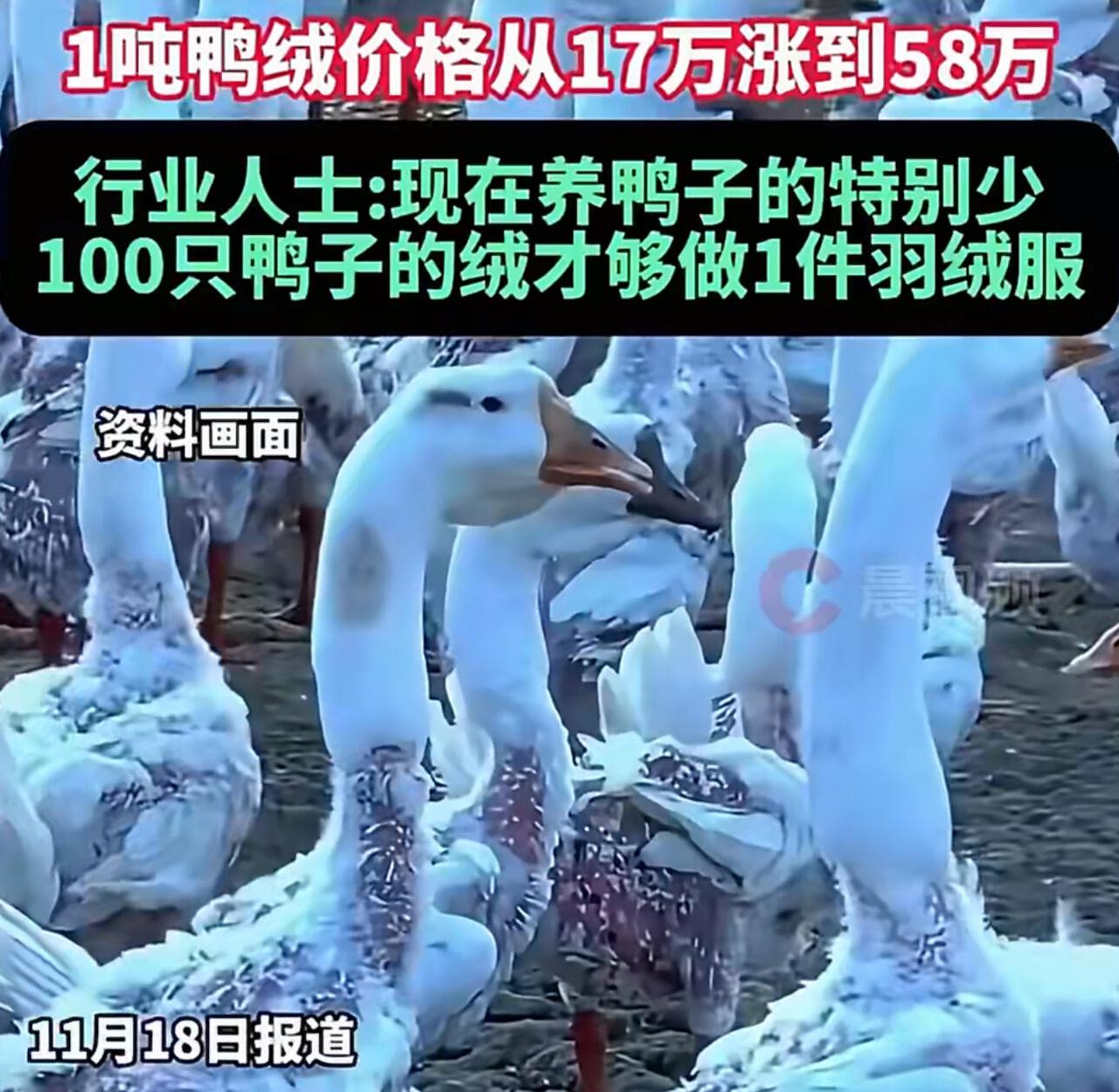 这羽绒市场真是疯了，鸭绒价格跟坐火箭似的往上冲。90%白鸭绒从一吨十七万直接干到
