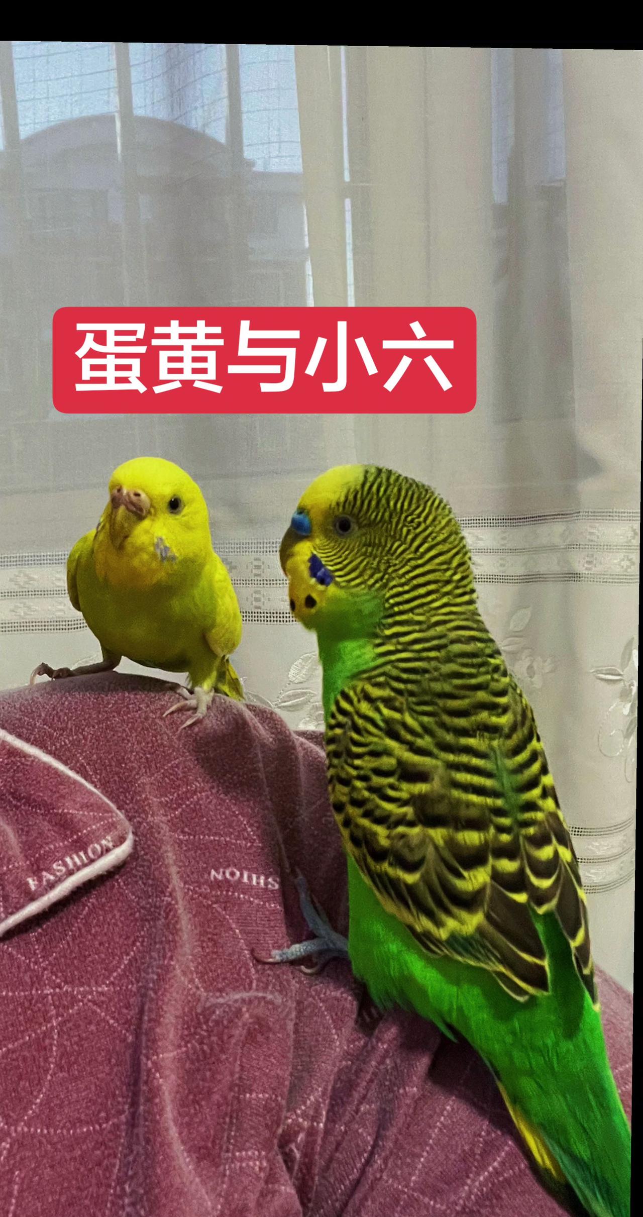 🦜救命救命！谁来看看我家这俩鹦鹉——是不是在偷偷谈恋爱啊！🥰小黄那个歪头杀也