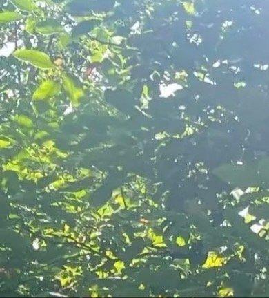 早安[超话]  𝙈𝙤𝙧𝙣𝙞𝙣𝙜 🧡🌿雾散见晴，人生自有光。山有