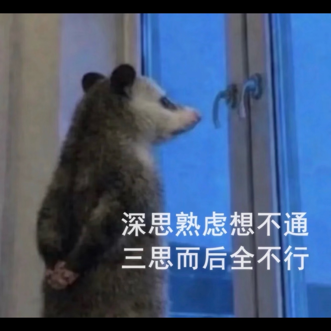 要被这个负鼠表情包笑鼠了！哈哈哈哈哈哈 