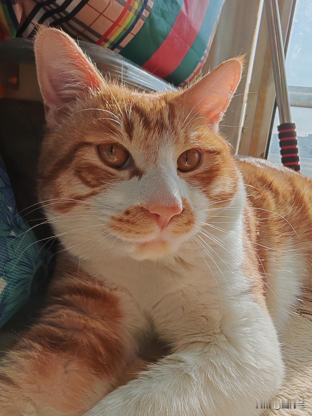 晒出你家的狸花猫