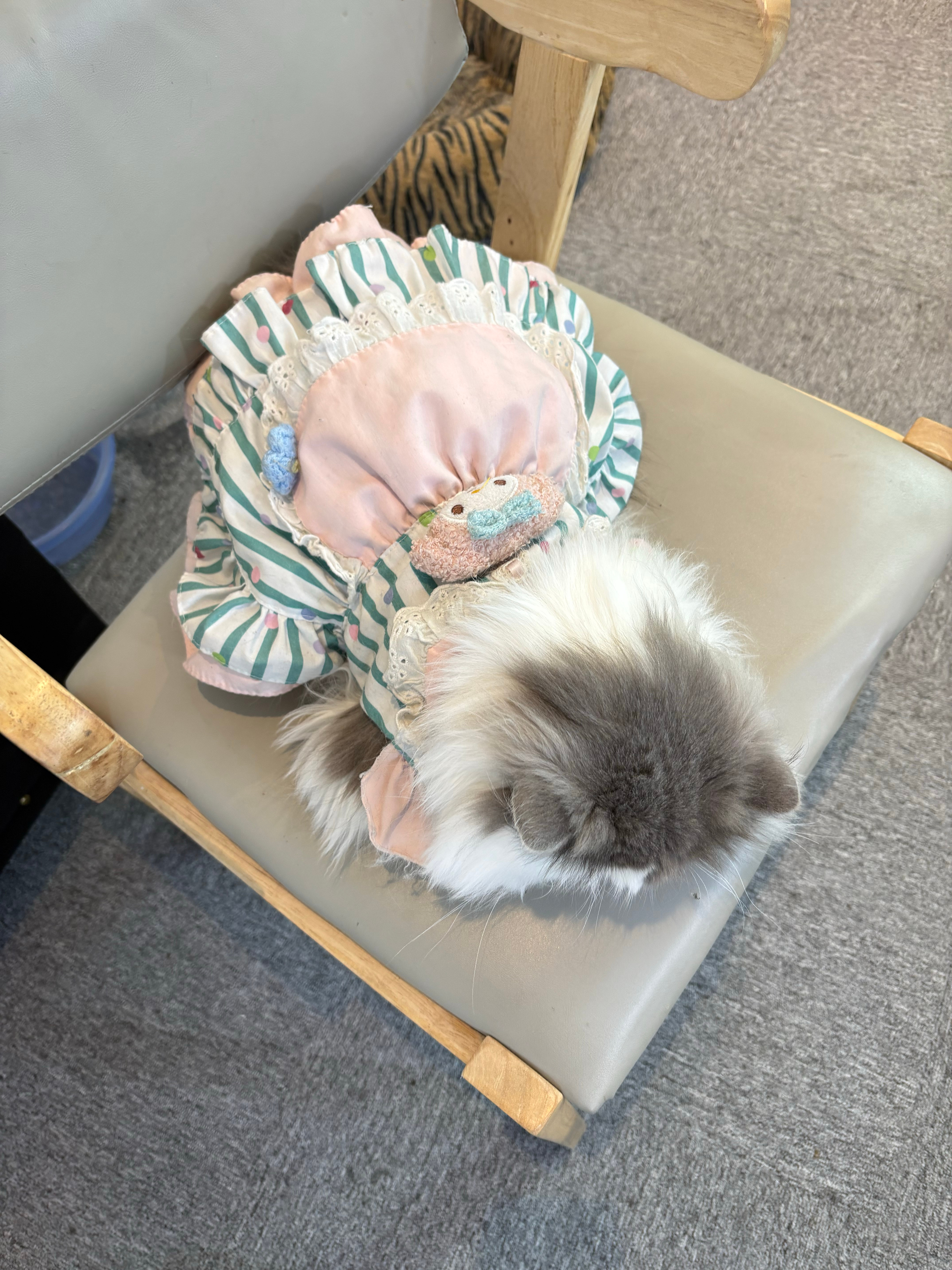 治愈小猫咪