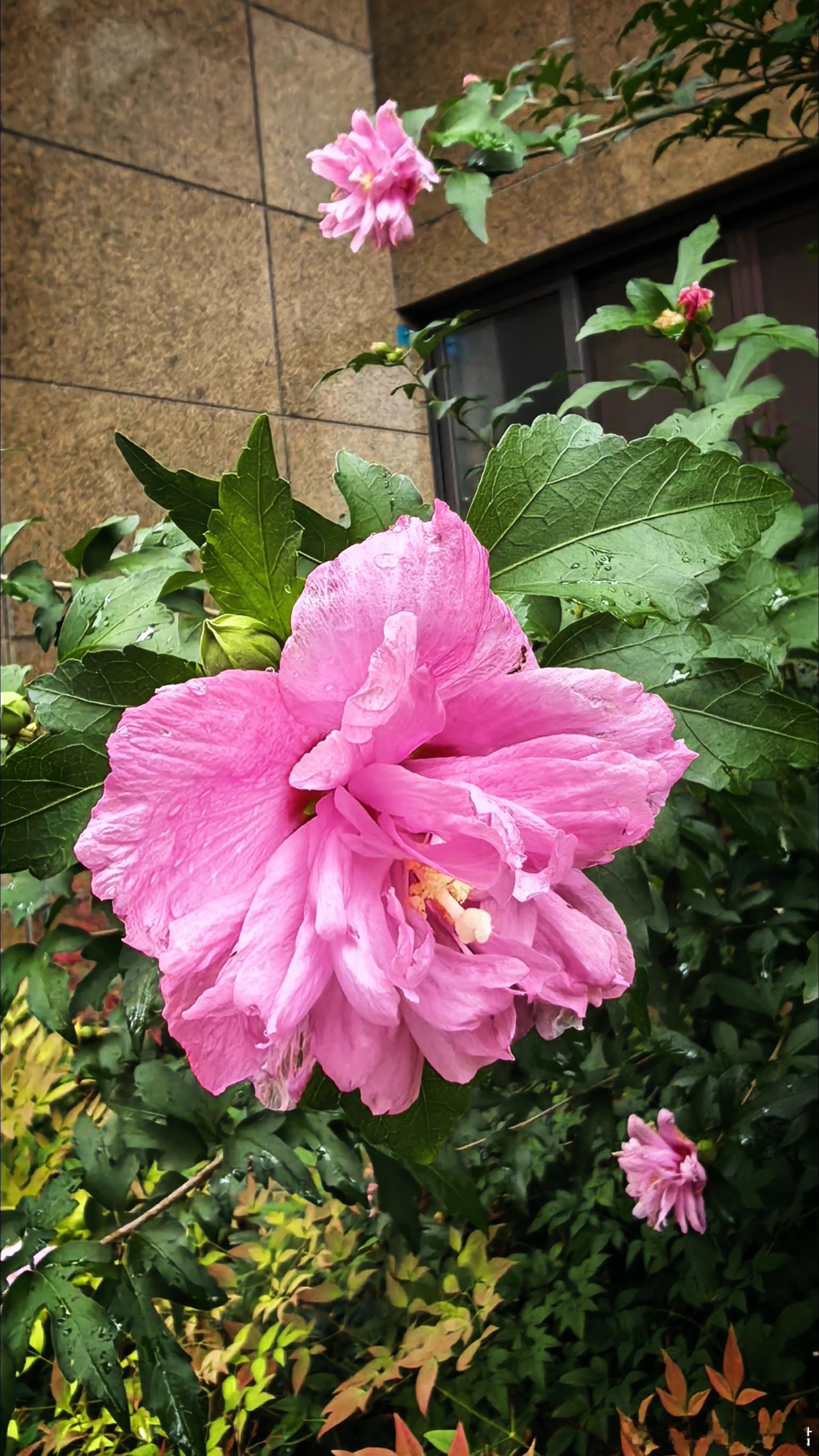 又在下雨了🌧巴威🌀要来了么？