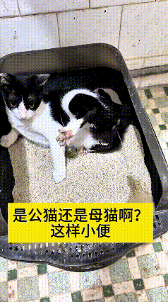 哎呀妈呀你瞅瞅这小猫，太不按套路出牌了
别的小猫上猫砂盆都知道刨坑埋粑粑，它倒好