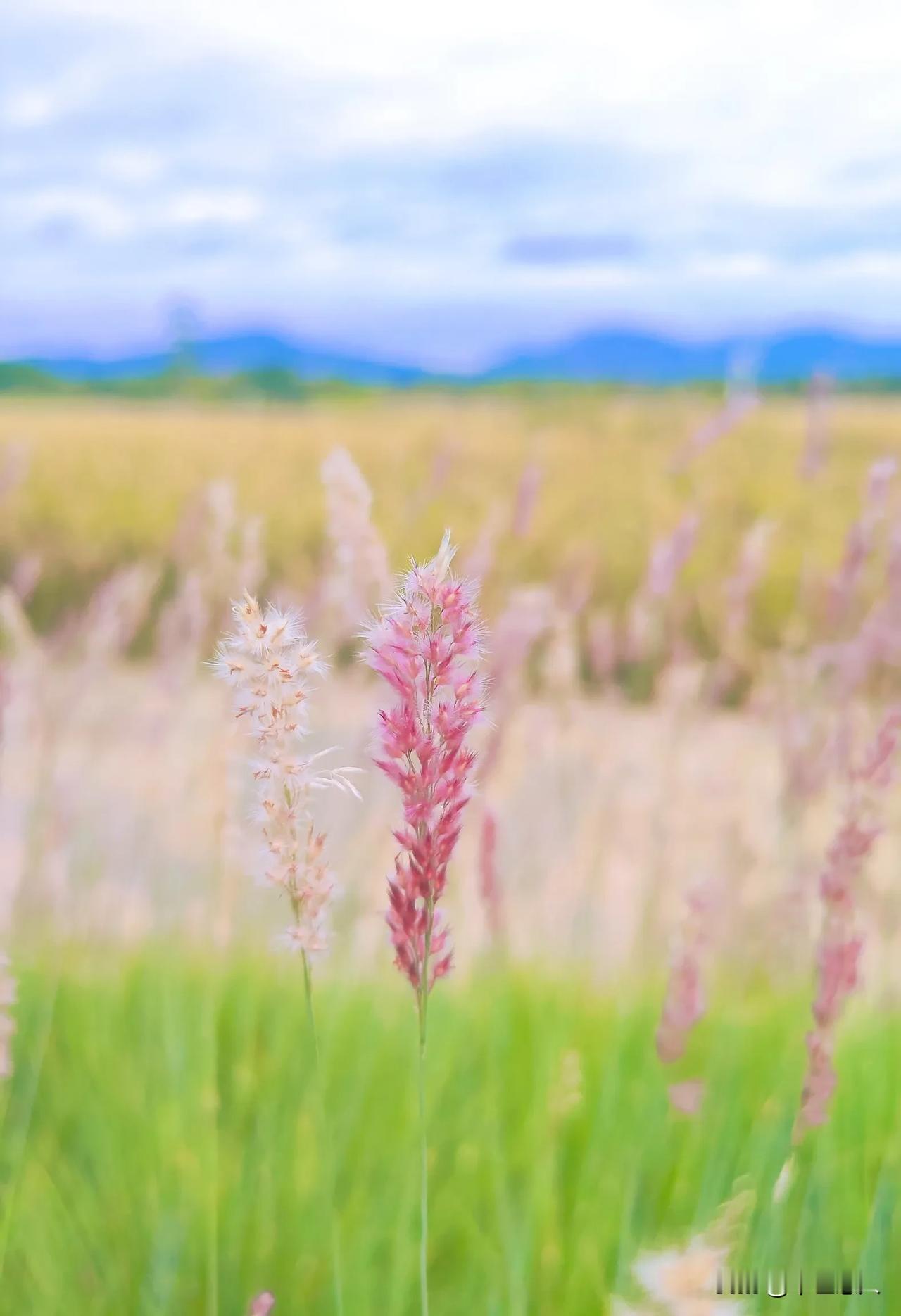 公道世间唯白发，贵人头上不曾饶。
#随手拍公园花草# #秋季花草随拍# #秋日采