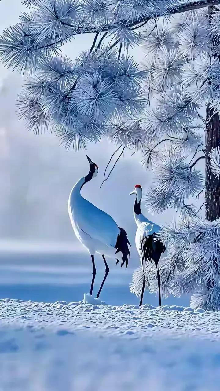 一>
上联:冬寒山色淡
下联:夏暖月光浓
横批:雪冷梅芳艳
——:日炎玫瑰红
