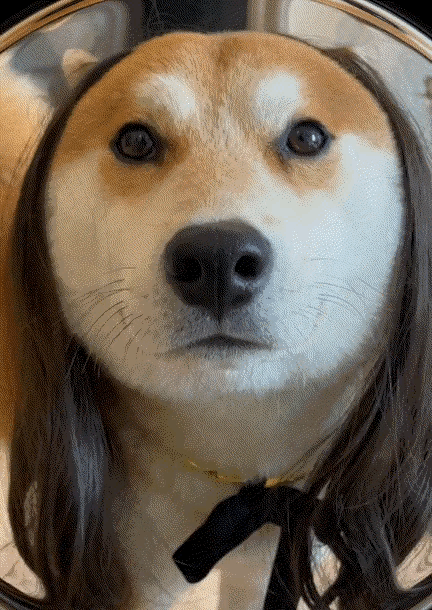 有意思么？一天天的把自己弄得跟什么一样，连修狗都不放过。