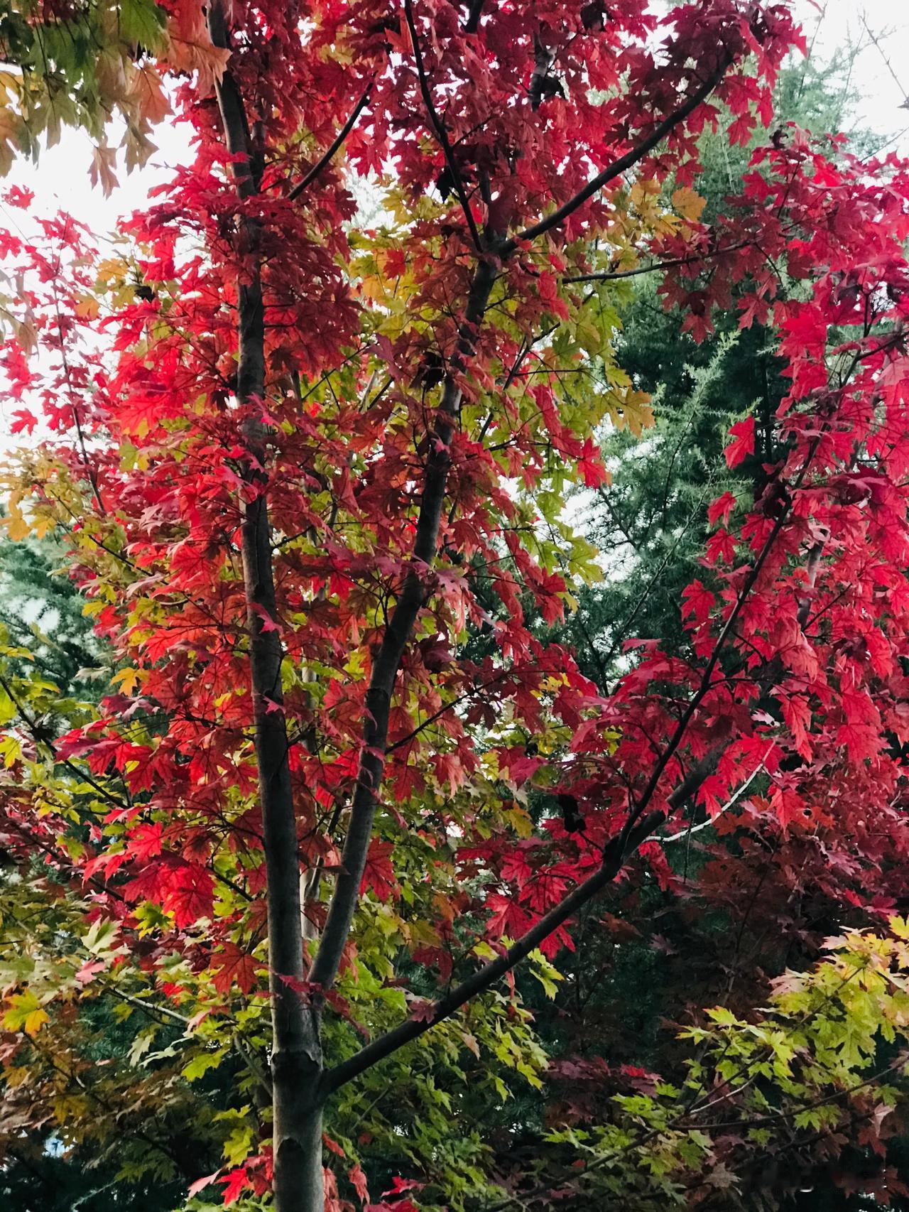上联：雨打高山绿，
下联：日照枫林红。