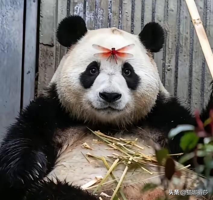 福宝福公主额头上的花钿好不好看
这是蜻蜓喜欢福宝飞到她额头上了
这么一点缀才发现