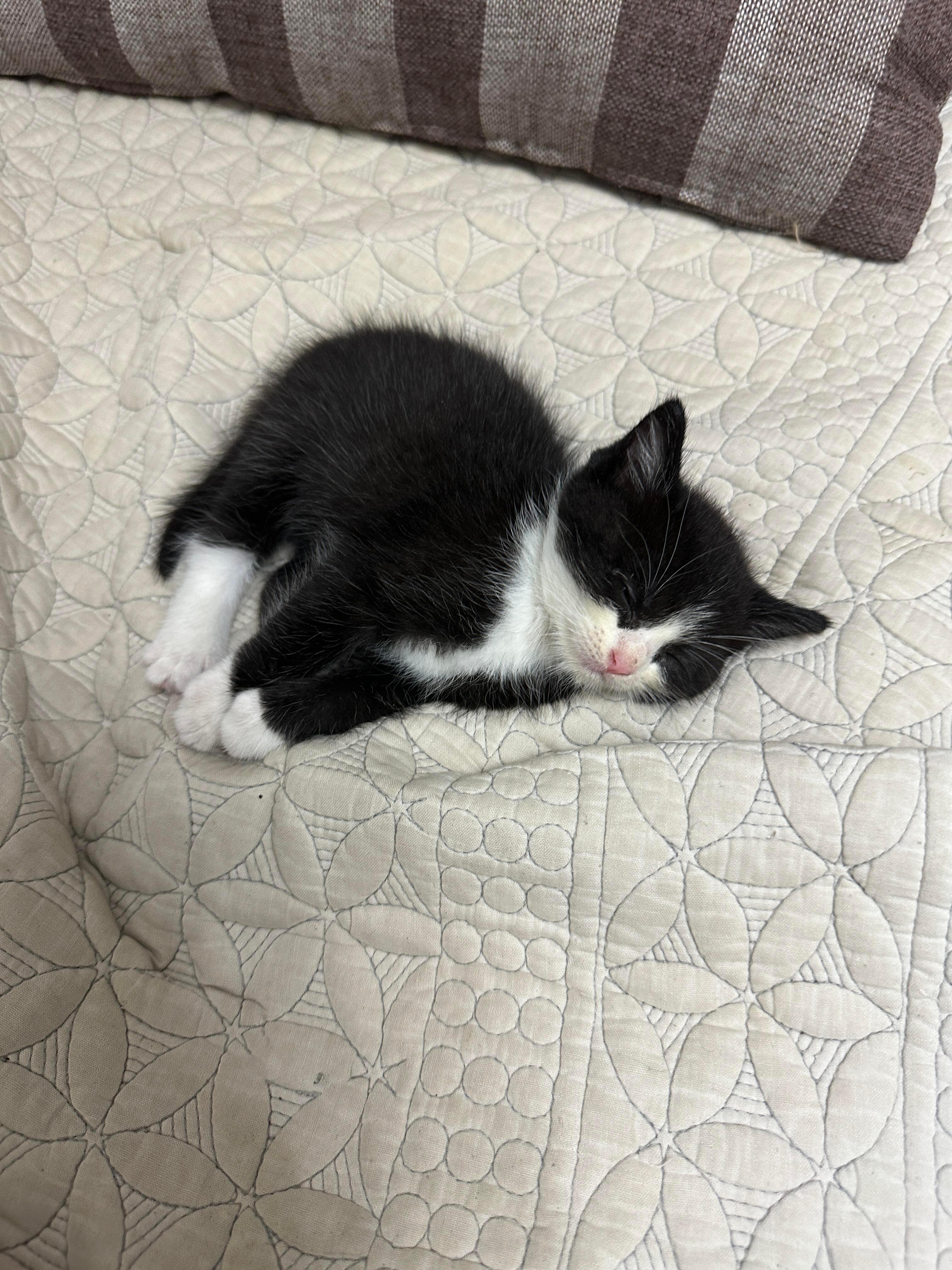 8606【🐱】在人类社会度过了新的一天后，萌萌地睡着了💤 ​​​