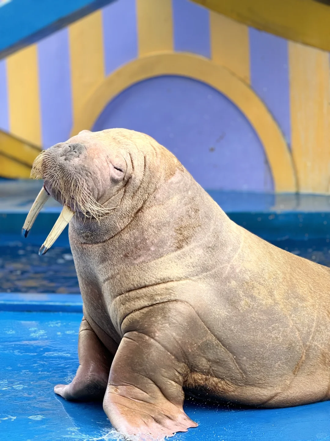 北京周边🚗出发1h去天津极地海洋度假区度假