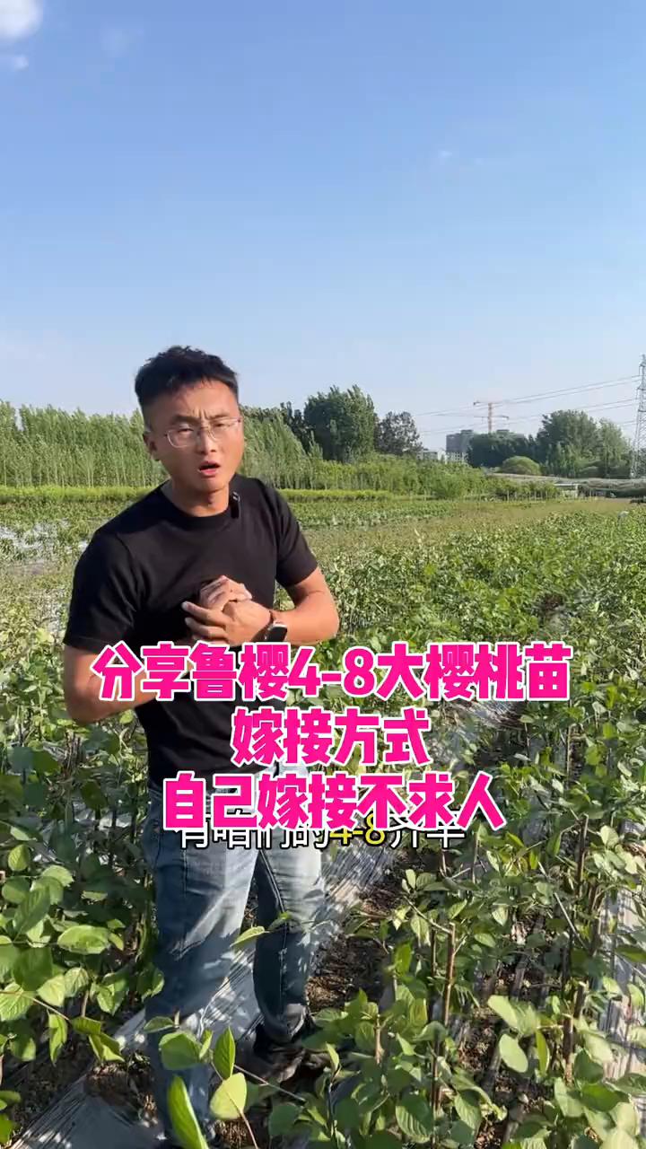 分享鲁樱4-8大樱桃苗嫁接方式，自己嫁接不求人。
进入4月份，苗开始嫁接了，主要