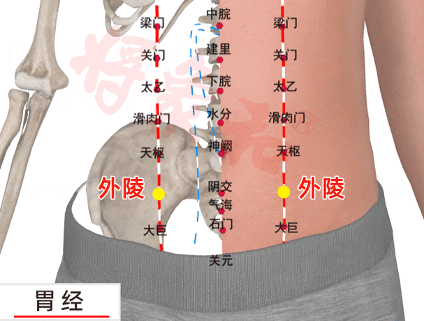 【每日一穴】外陵穴：腹部的“肠胃交警”，按这里理顺腹中气！
你是不是常常饭后腹胀