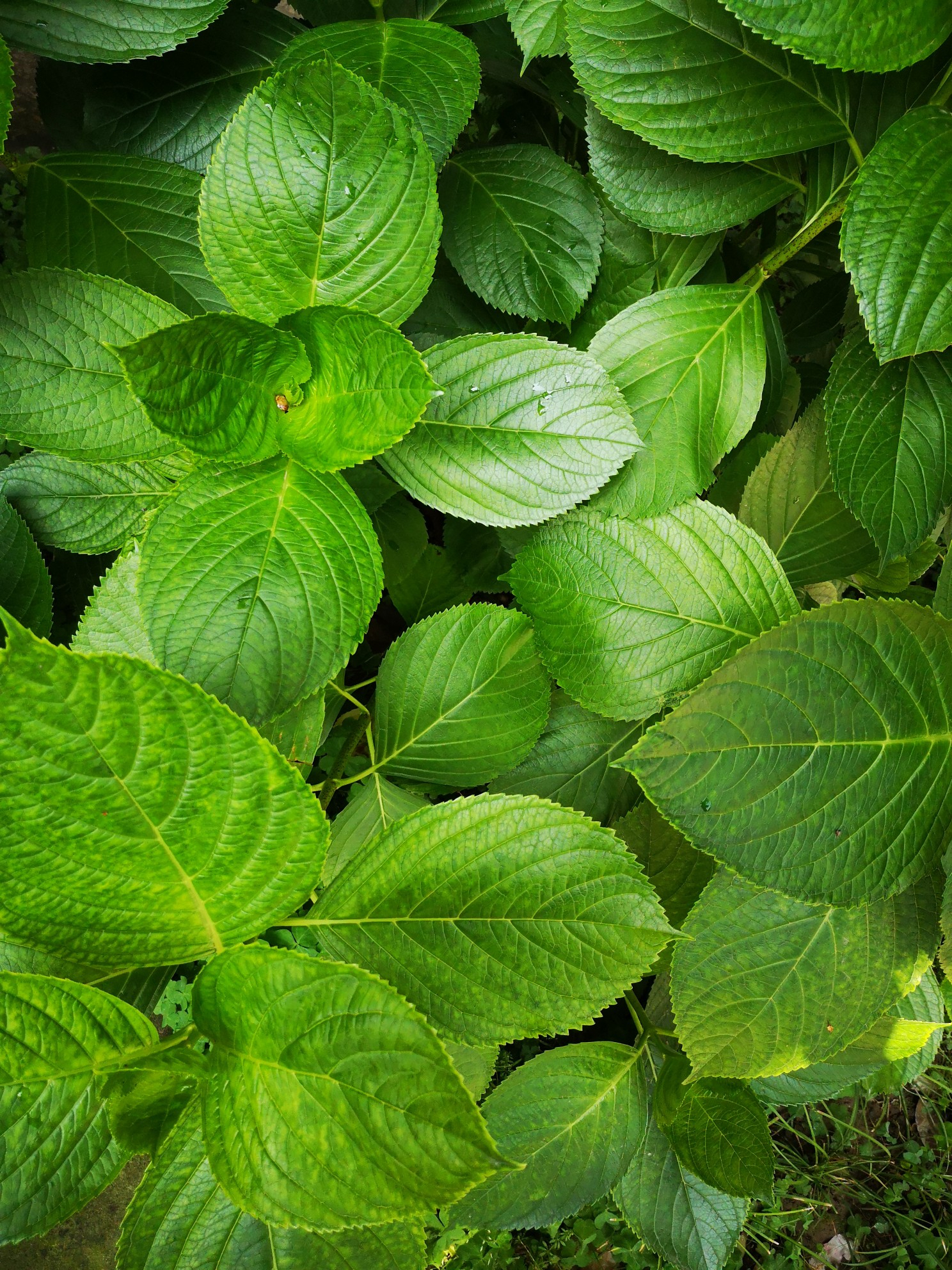 跟各位预告一下嗷。由于这两天在闹眼疾，丁卯月十天干篇写作的速度被拖累很多。目前在