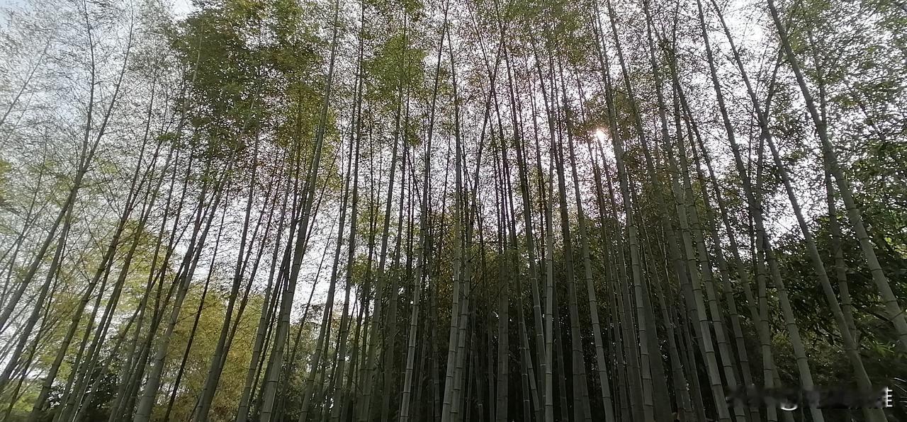 熊二妮的妈妈生病住院，是我陪着她，送进医院病房的。
手术费要几万块，我看见她红着