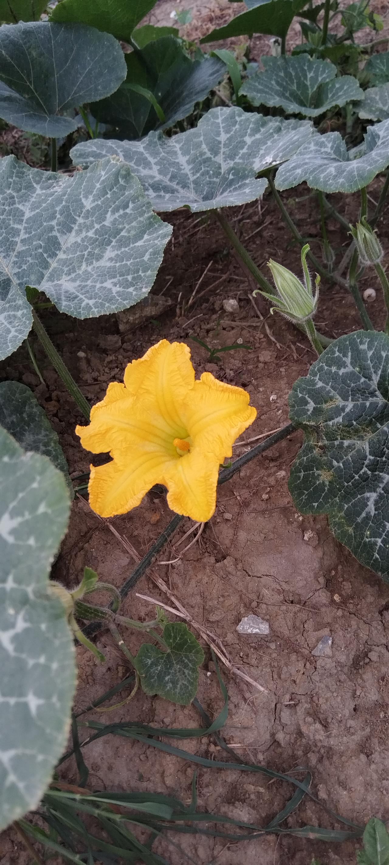 见识一下吧：南瓜的花和叶。
